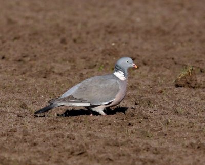 Houtduif - Common Wood Pigeon