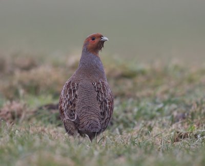 Patrijs - Grey Partridge