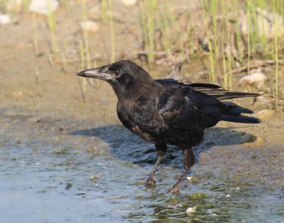 Zwarte Kraai - Carrion Crow