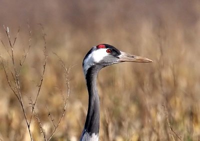 Kraanvogels - Cranes