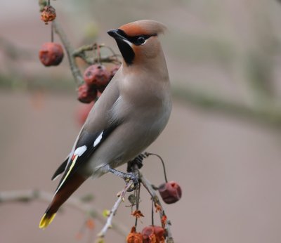 g1/91/964991/3/130089263.GX1AAxpe.jpg