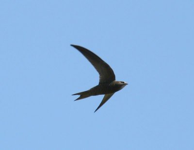 Vale Gierzwaluw - Pallid Swift