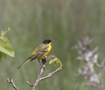 Balkankwikstaart - Black-headed Wagtail