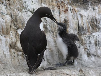 Brilzeekoet - Spectacled Atlantic Murre