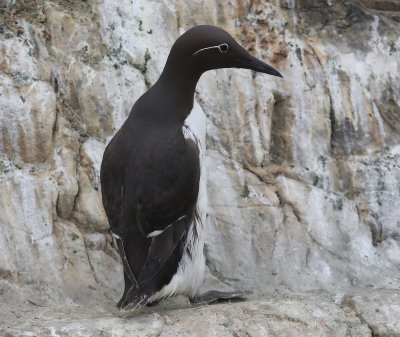 Brilzeekoet - Spectacled Atlantic Murre