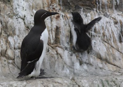 Brilzeekoet - Spectacled Atlantic Murre