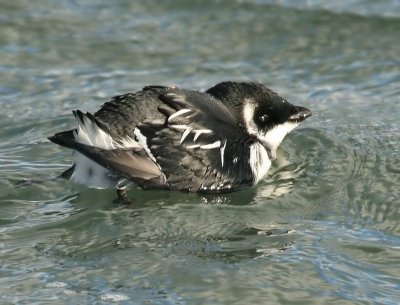 Kleine Alk - Little Auk