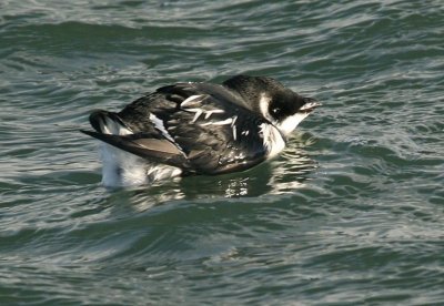 Kleine Alk - Little Auk