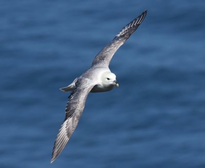 Noordse Stormvogel - Northern Fulmar