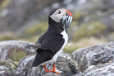 Papegaaiduiker - Atlantic Puffin