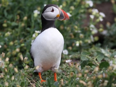 Papegaaiduiker - Atlantic Puffin