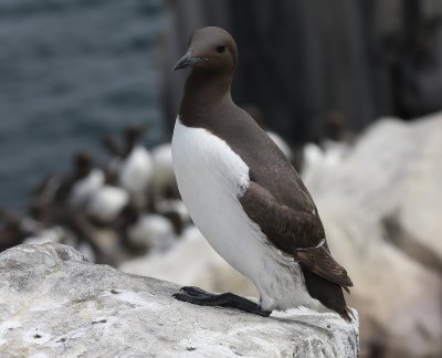 Zeekoet - Atlantic Murre
