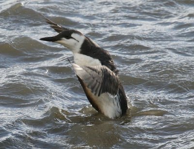 Zeekoet - Atlantic Murre