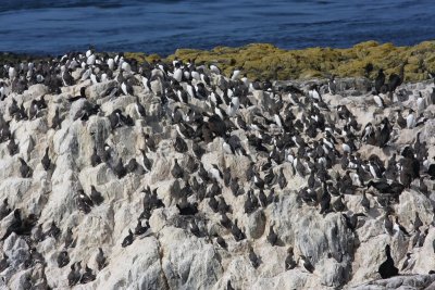 Zeekoet - Atlantic Murre