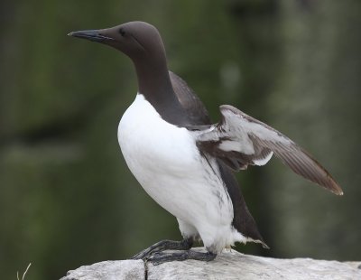 Zeekoet - Atlantic Murre