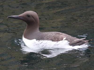 Zeekoet - Atlantic Murre