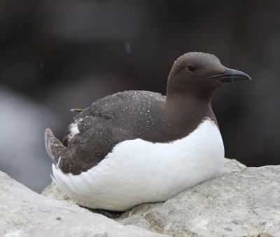 Zeekoet - Atlantic Murre