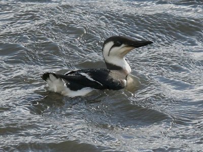 Zeekoet - Atlantic Murre