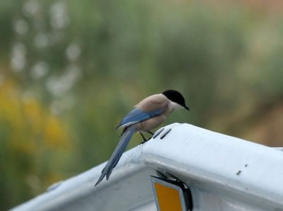 Blauwe Ekster - Azure-winged Magpie