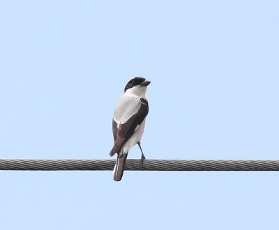 Kleine Klapekster - Lesser Grey Shrike