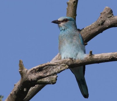 Scharrelaar - European Roller