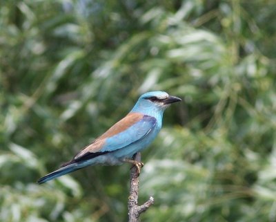 Scharrelaar - European Roller