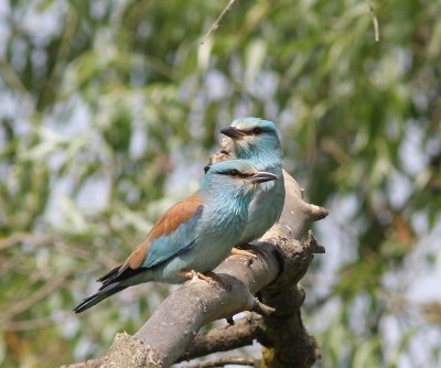 Scharrelaars - European Rollers