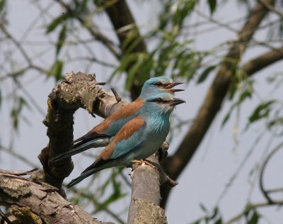 Scharrelaars - European Rollers