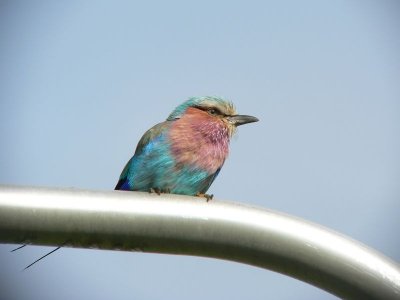 Vorkstaartscharrelaar - Lilac-breasted Roller