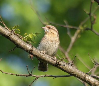 Draaihals - Eurasian Wryneck