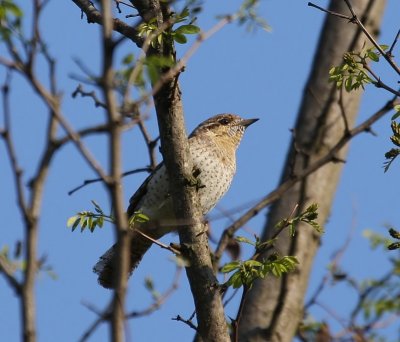 Draaihals - Eurasian Wryneck