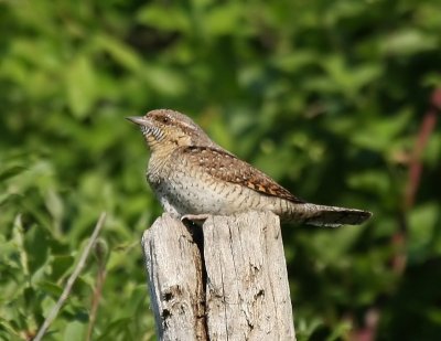 Draaihals - Eurasian Wryneck