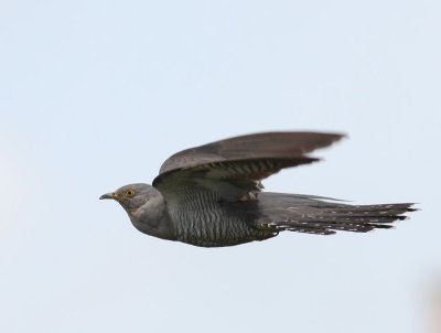 Koekoek - Common Cuckoo