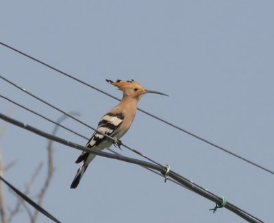 Hop - Eurasian Hoopoe