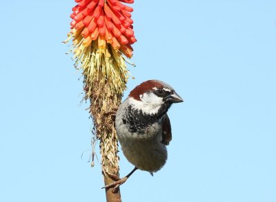 Huismus - House Sparrow