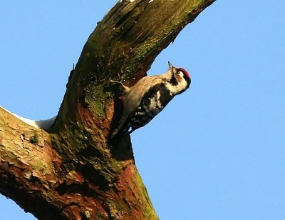 Kleine Bonte Specht - Lesser Spotted Woodpecker