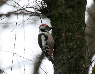 Middelste Bonte Specht - Middle Spotted Woodpecker