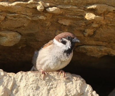 Ringmus - Eurasian Tree Sparrow