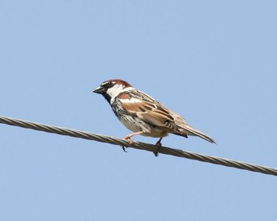 Spaanse Mus - Spanish Sparrow