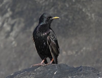 Spreeuw - Common Starling