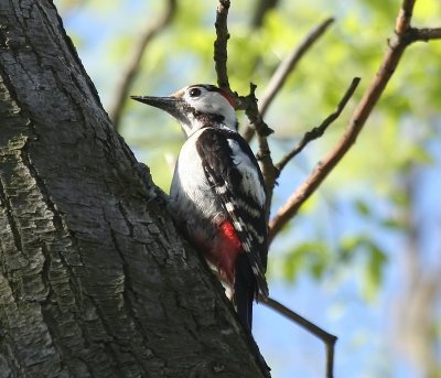 Syrische Bonte Specht - Syrian Woodpecker