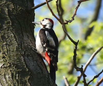 Syrische Bonte Specht - Syrian Woodpecker