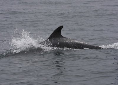 Dolfijn - Dolphin