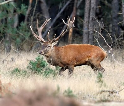 Edelhert - Red Deer