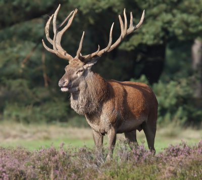 Edelhert - Red Deer