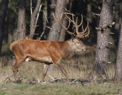Edelhert - Red Deer