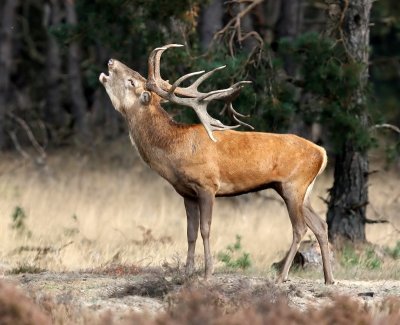 Edelhert - Red Deer