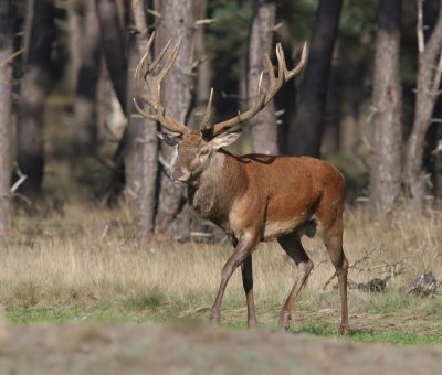 Edelhert - Red Deer
