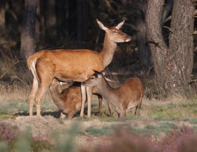 Edelherten - Red Deer