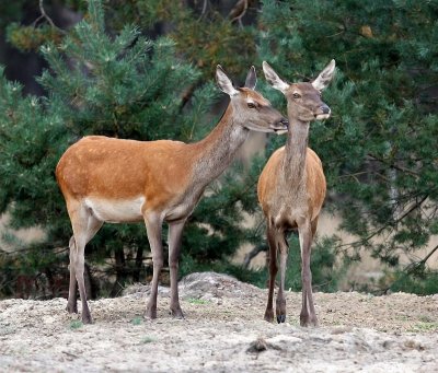 Edelherten - Red Deer